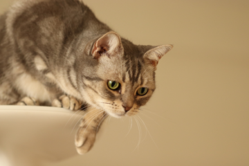 「広告を見ない」が売れる